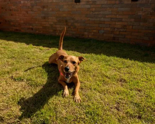 Ap Disponível no Brava 22